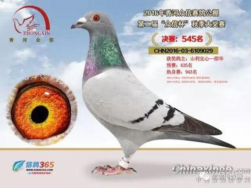 鸽子爆料打架视频大全最新,最新打架视频大全盘点 第2张 鸽子爆料打架视频大全最新,最新打架视频大全盘点 第2张